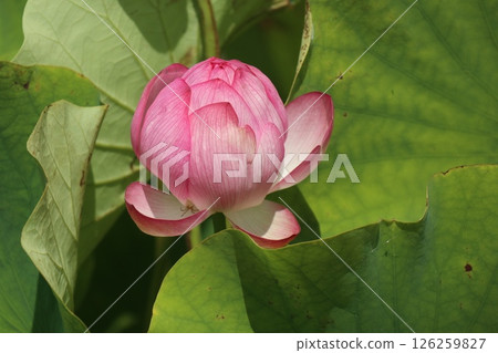 華麗的蓮花景觀 華麗的蓮花景觀 126259827