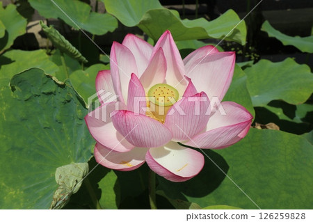 華麗的蓮花景觀 華麗的蓮花景觀 126259828