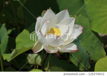 華麗的蓮花景觀 126259832