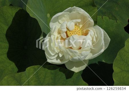 華麗的蓮花景觀 126259834