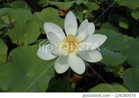 Beautiful big white lotus flower 126260078