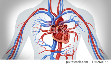 Human Heart Cross Section Anatomy Concept 126260136