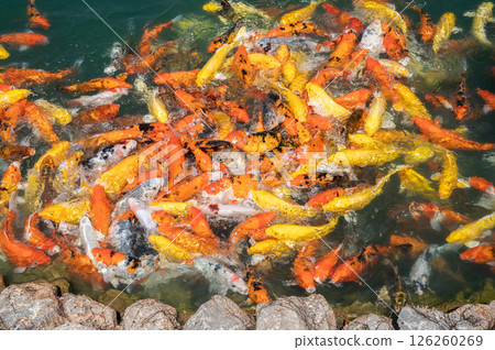 Group of beautiful koi fish (or fancy carp) swimming in the pond. Koi have been popular ornamental fishes in worldwide. Group of beautiful koi fish (or fancy carp) swimming in the pond. Koi have been popular ornamental fishes in worldwide. 126260269