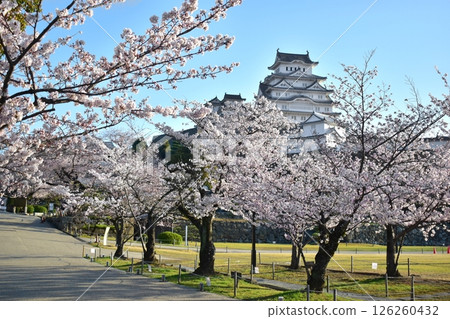 Hyogo Castle Himeji Castle Sakura Cherry Blossoms Hyogo Castle Himeji Castle Sakura Cherry Blossoms 126260432