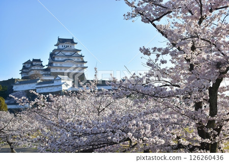 兵庫城 姬路城 櫻花 126260436