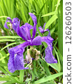 Iris 126260503