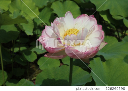 Close-up of a large blooming lotus flower Close-up of a large blooming lotus flower 126260598