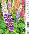  Flower garden 126260657