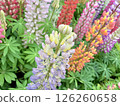 Flower garden 126260658