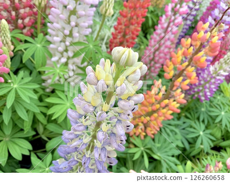 Flower garden Flower garden 126260658