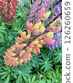  Flower garden 126260659