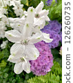 White flowers and hydrangea 126260735