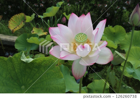 Big white lotus flower 126260738