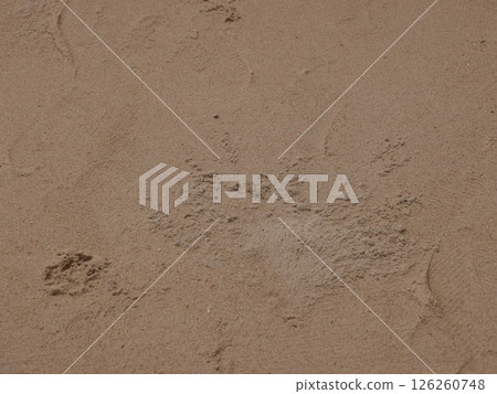 Footprints imprinted on the soft Sandy Beach reveal fascinating Secrets of Nature Footprints imprinted on the soft Sandy Beach reveal fascinating Secrets of Nature 126260748