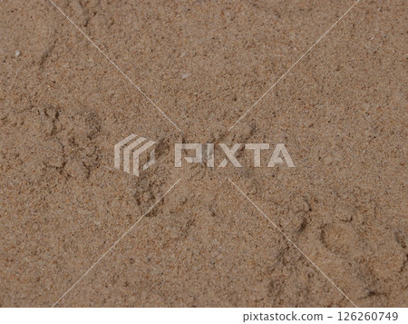 Discovering Animal Tracks Imprinted in the Soft Sand at the Beautiful Beach Shoreline 126260749