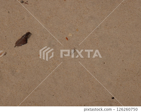 A Tranquil Sandy Surface Enriched with Organic Matter from Natures Coastal Ecosystem 126260750