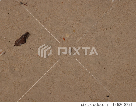 Natural beach sand with organic debris creates a scenic coastal scene, perfect for relaxation 126260751