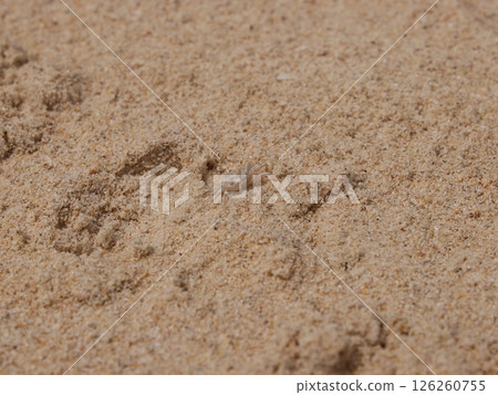 A CloseUp View of Fine Sand Featuring Unique Animal Tracks in a Serene Beach Landscape 126260755