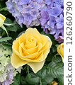 Yellow roses and hydrangeas 126260790