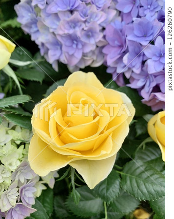 黃玫瑰和繡球花 126260790