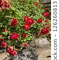 紅玫瑰和鵝卵石 126260813