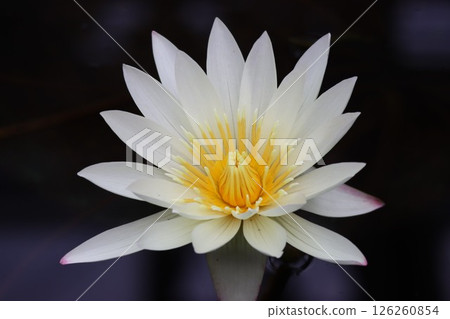 Water lilies floating on the surface of the greenhouse 126260854