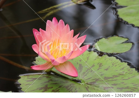 Water lilies floating on the surface of the greenhouse Water lilies floating on the surface of the greenhouse 126260857