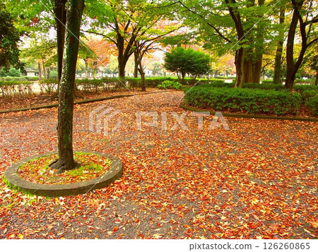雨後的秋天公園風景，櫸樹和楓樹的落葉 126260865
