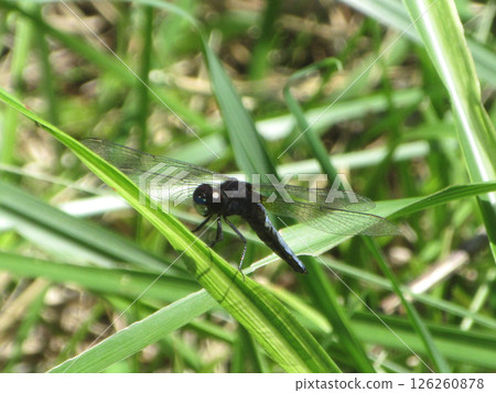 A dragonfly that sticks to the leaves A dragonfly that sticks to the leaves 126260878