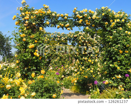 Rose garden of hill park where Yokohama harbor can be seen 126261237
