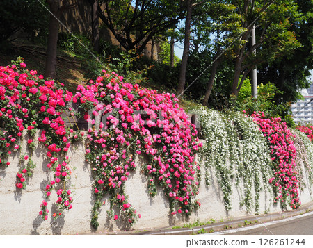 橫濱山手西洋館，懸崖18號，外部玫瑰 126261244