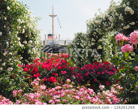 橫濱山下公園玫瑰園與冰河丸 126261268