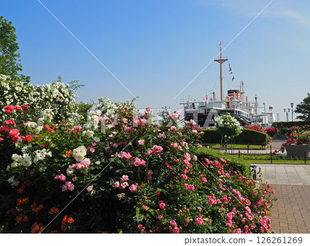 橫濱山下公園玫瑰園與冰河丸 126261269