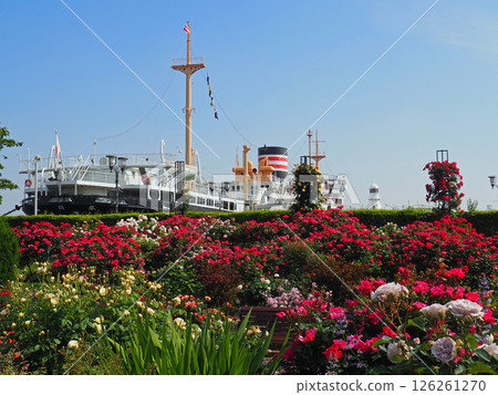橫濱山下公園玫瑰園與冰河丸 橫濱山下公園玫瑰園與冰河丸 126261270