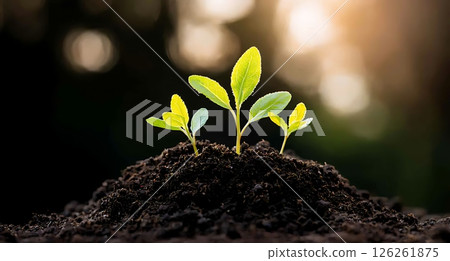 young plant growing in soil 126261875