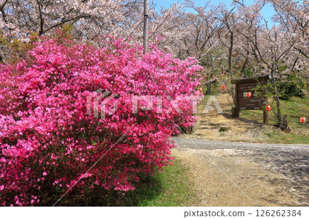 [Ehime Prefecture] Cherry blossoms bloom in spring at Hakatajima Kaizan Park (Shimanami Kaido) 126262384