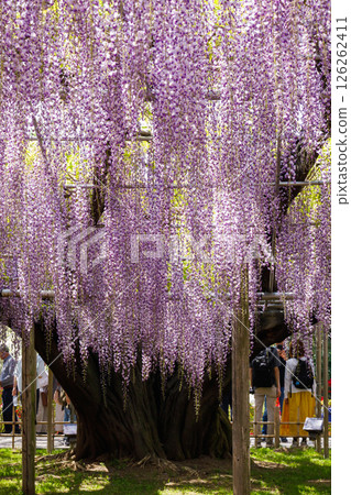 盛開的紫藤花 126262411