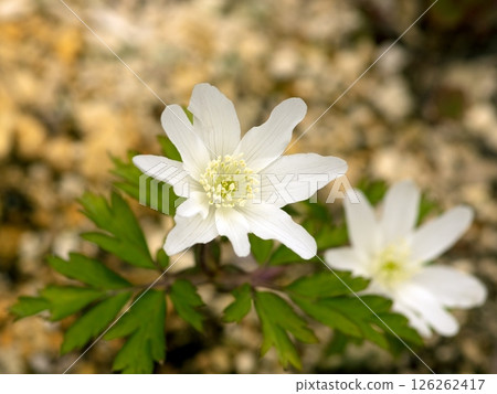 盛開的銀蓮花 126262417