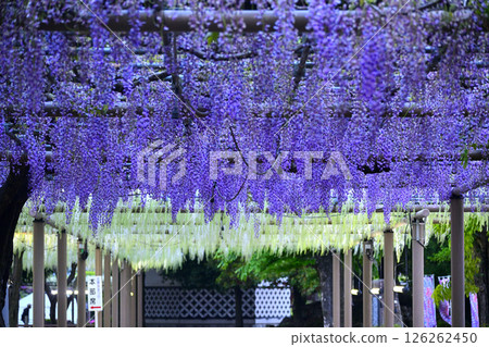 wisteria flowers in full bloom 126262450