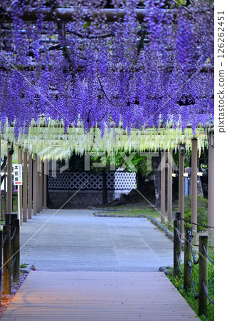 與紫藤格子的風景 與紫藤格子的風景 126262451