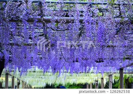 Wisteria trellis at Mandala Temple Wisteria trellis at Mandala Temple 126262538