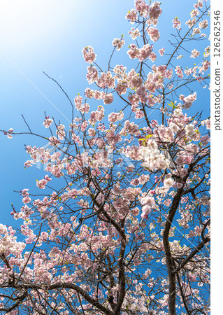 盛開的櫻花在藍天中閃耀 126262546