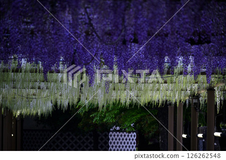 Shiro和Shii Shiro和Shii 126262548