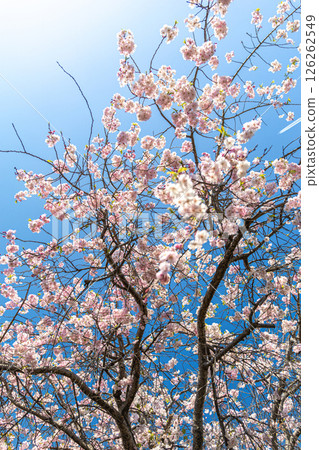 閃耀在藍天的櫻花 126262549