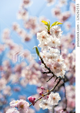 閃耀在藍天的櫻花 126262553