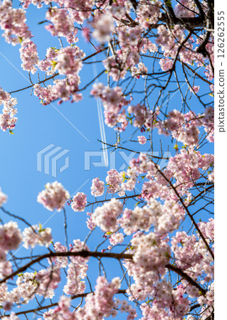 盛開的櫻花在藍天中閃耀 126262555