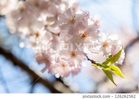 櫻花的風景 126262562