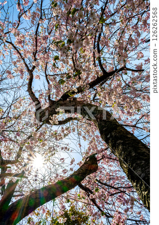 I look up at the cherry tree 126262568