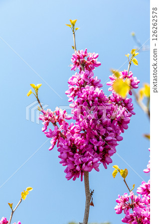 Redbuds shining against the blue sky Redbuds shining against the blue sky 126262578
