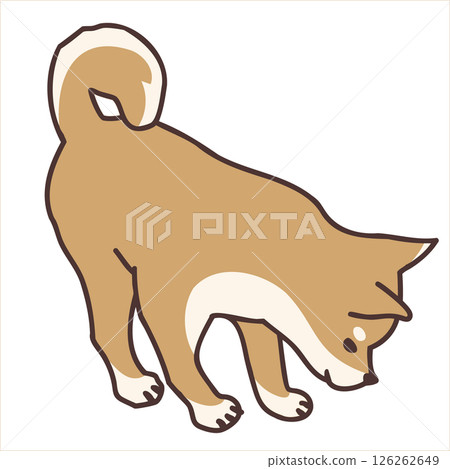 柴犬向右下方看 126262649